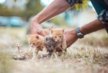 Mato Grosso avança na proteção de animais com nova lei que valoriza cuidadores