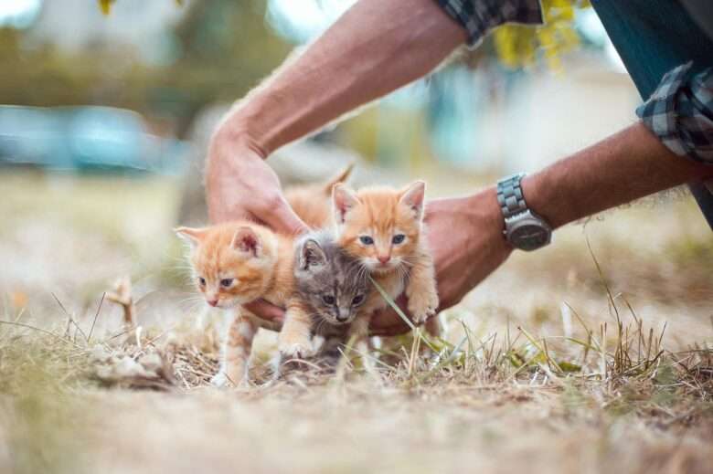 Mato Grosso avança na proteção de animais com nova lei que valoriza cuidadores