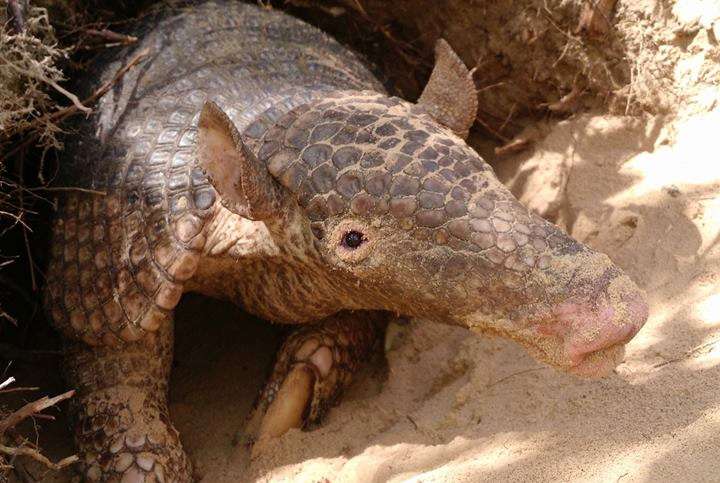 Este gigante peludo constrói tocas que são verdadeiros oásis no Pantanal