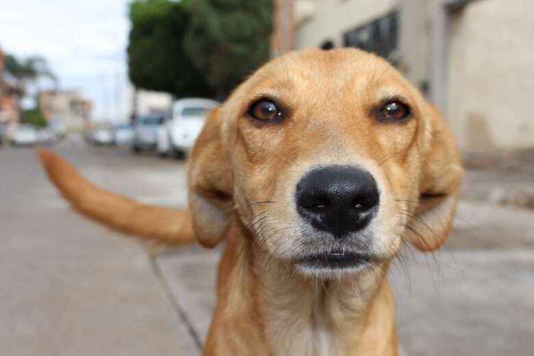 A importância da adoção de pets no Brasil