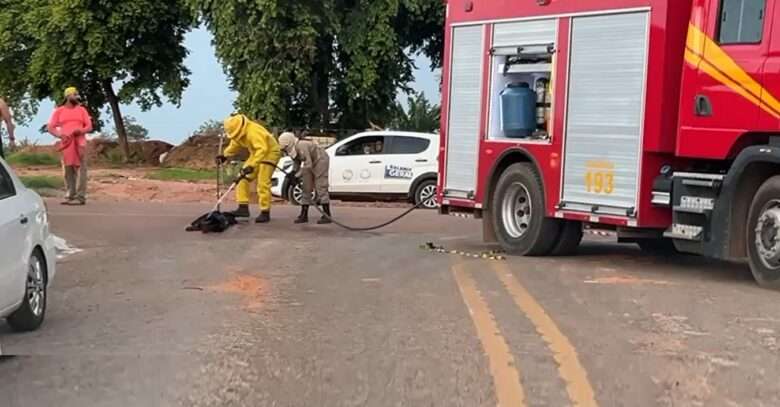 Bebê, crianças e cão são atacados por abelhas no Norte de Mato Grosso