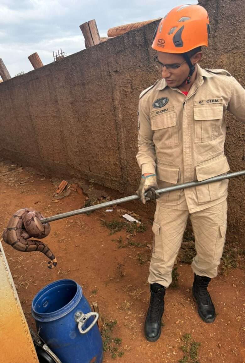 Bombeiros capturam jiboia de um metro em empresa de Mato Grosso