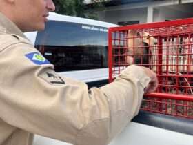 Bombeiros resgatam filhote de tamanduá-mirim em área urbana de Sorriso