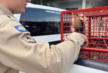 Bombeiros resgatam filhote de tamanduá-mirim em área urbana de Sorriso