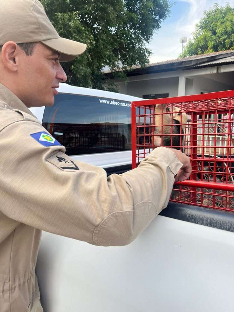 Bombeiros resgatam filhote de tamanduá-mirim em área urbana de Sorriso