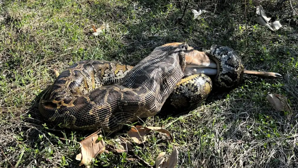 Cobra gigante devora veado de 34kg em vídeo