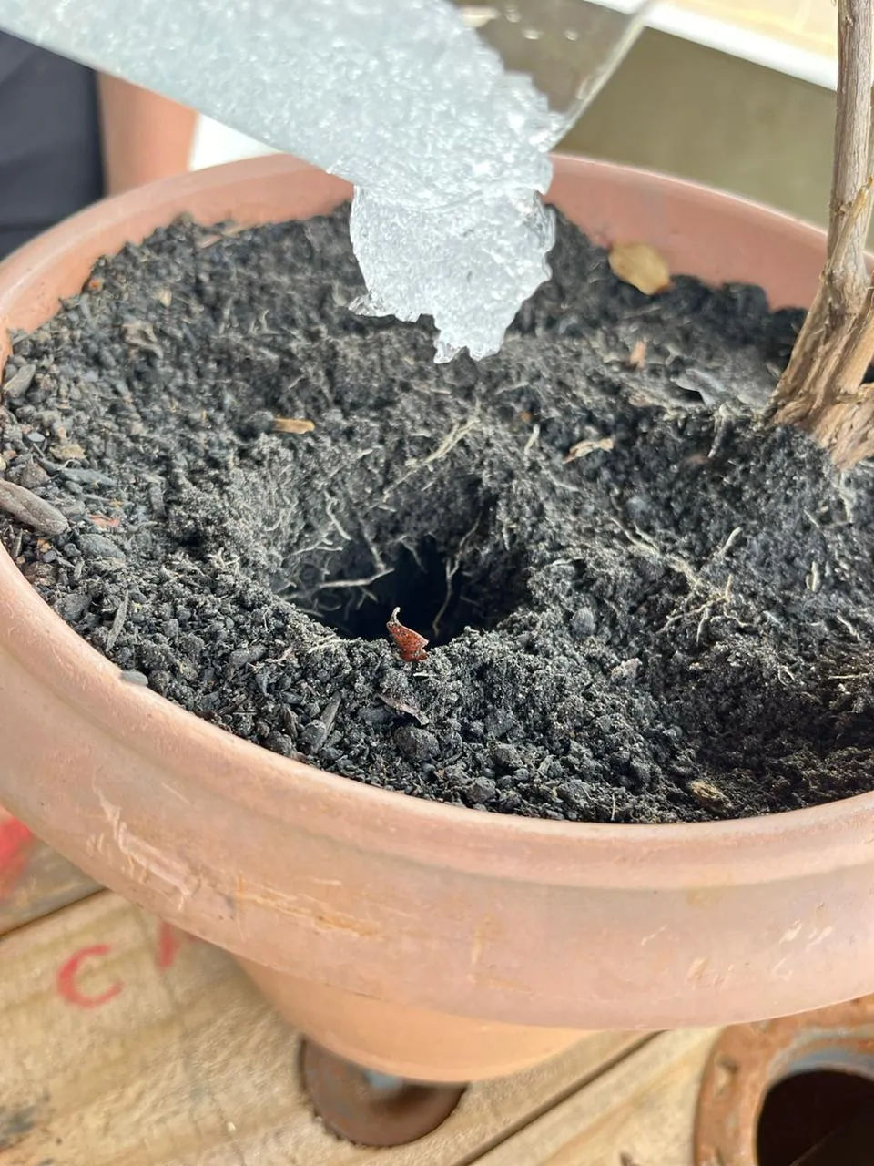 Com previsão de temperaturas acima da média para outubro, é fundamental redobrar a atenção com a hidratação e o cuidado das plantas