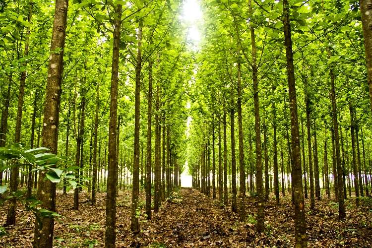 Conselho aprova benefícios fiscais para o setor florestal e subprodutos de soja em Mato Grosso