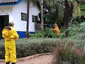 Corpo de Bombeiros remove enxame de abelhas em parque ecológico no Norte de Mato Grosso