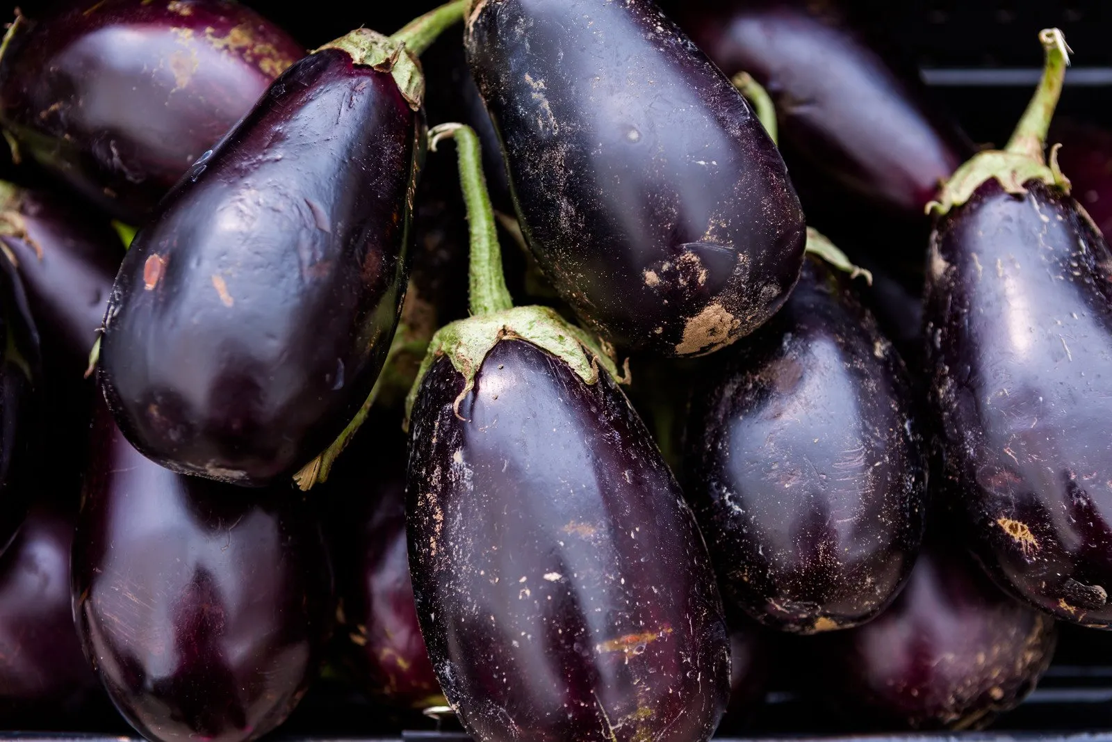 Eggplant - Fotos do Canva1