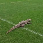 Jacaré invade treinamento do Vasco e viraliza! Torcida se diverte com visita inusitada