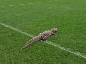 Jacaré invade treinamento do Vasco e viraliza! Torcida se diverte com visita inusitada