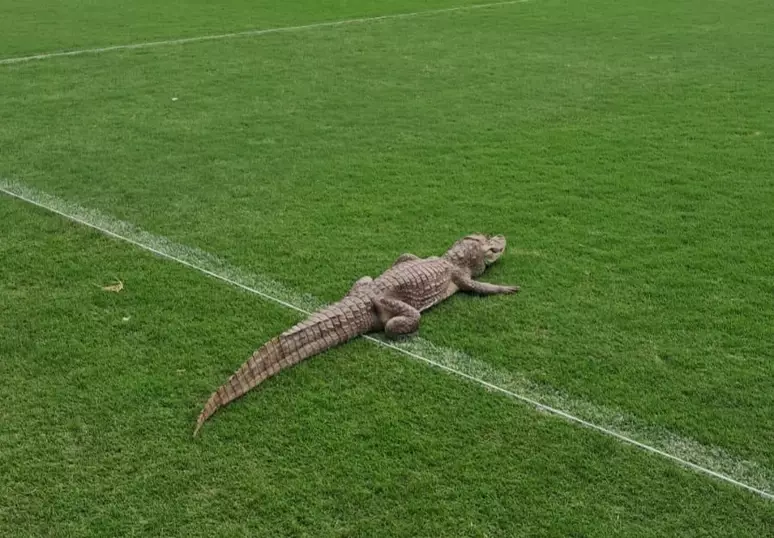 Jacaré invade treinamento do Vasco e viraliza! Torcida se diverte com visita inusitada