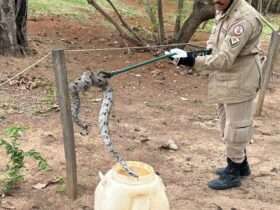 Jiboia na escola? Cobra invade quintal de escola em Mato Grosso