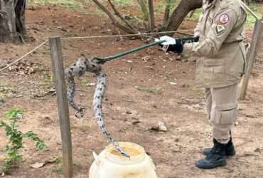 Jiboia na escola? Cobra invade quintal de escola em Mato Grosso