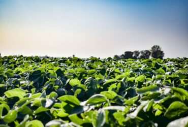 Mato Grosso avança contra a moratória da soja e garante benefícios fiscais para produtores