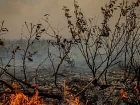 Mato Grosso enfrenta colapso climático com temperaturas que poderão alcançar 50° graus