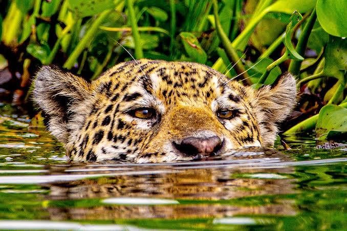 Mato Grosso expande proteção a onças-pintadas no Pantanal com nova parceria