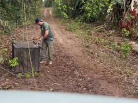 Onça-pintada que caiu em poço desativado é solta depois de passar por tratamento em Mato Grosso