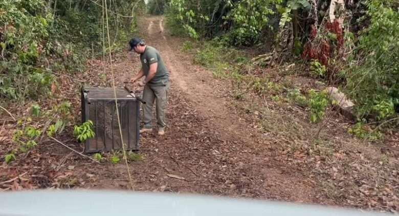 Onça-pintada que caiu em poço desativado é solta depois de passar por tratamento em Mato Grosso