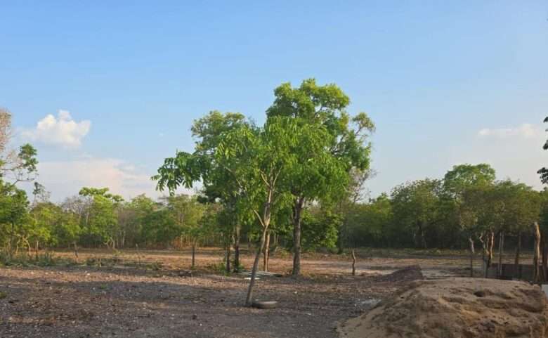 Operação flagra desmatamento ilegal de 3 hectares na capital de Mato Grosso