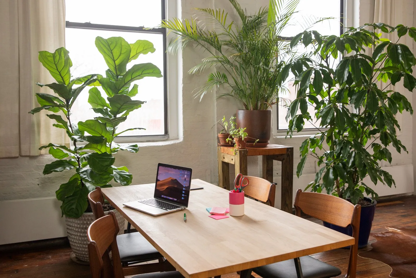 Plantas de interior em um escritório - Fotos do Canva1