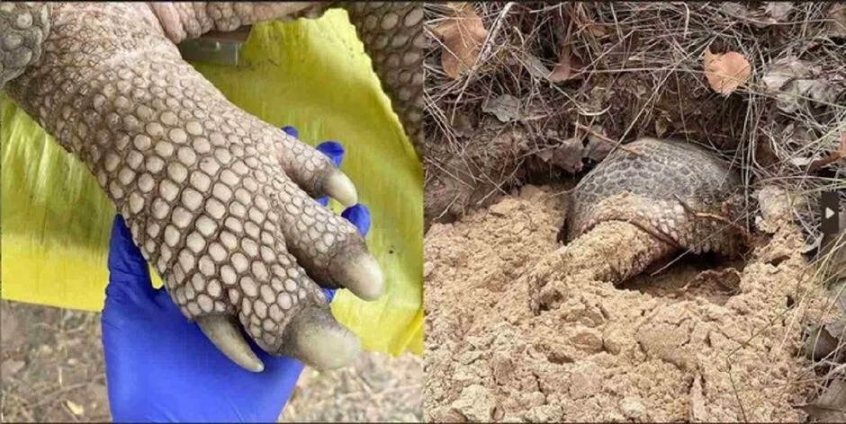 O tatu-canastra possui uma pele grossa e enrugada na parte inferior do corpo, que o protege durante a escavação.