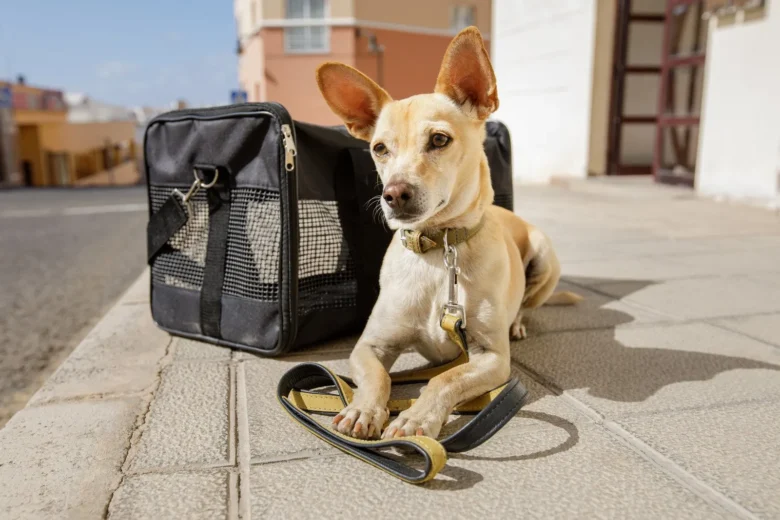 Transporte de pets