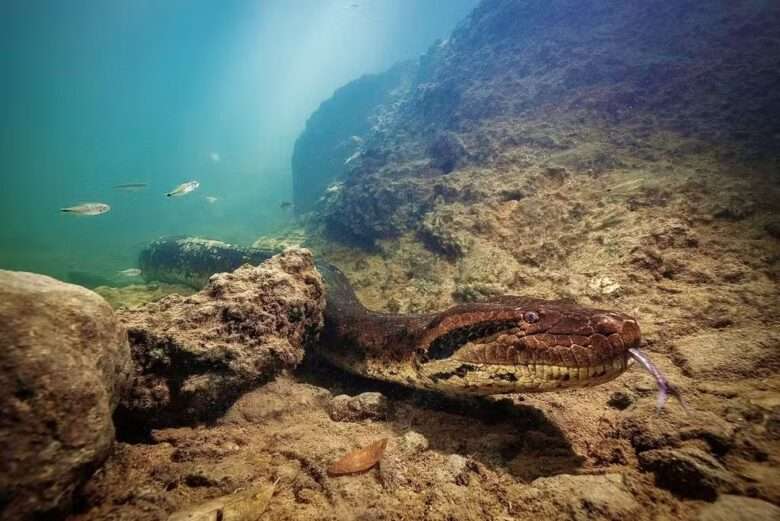 Turista leva susto da vida com sucuri gigante em Bonito!