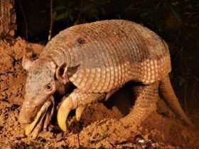 Você não vai acreditar no que o tatu-canastra faz pelo Pantanal!