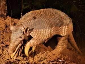 Você não vai acreditar no que o tatu-canastra faz pelo Pantanal!