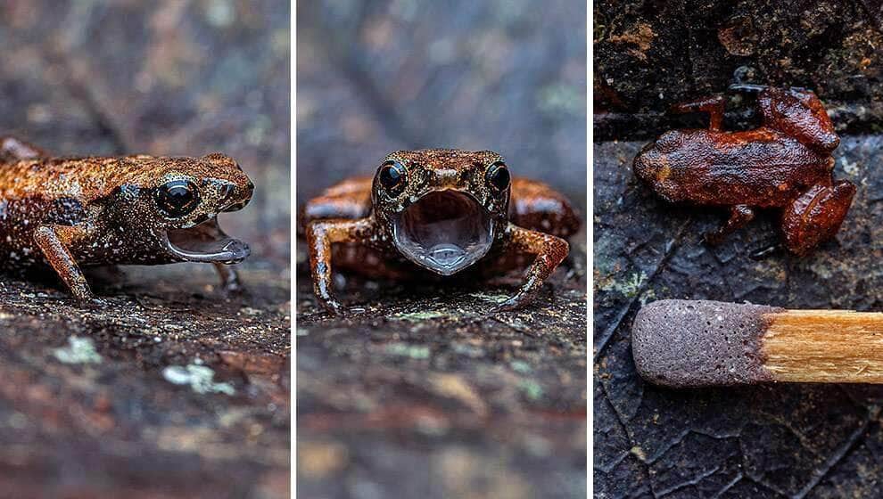 Você sabia que existe um sapinho minúsculo que cabe na ponta do dedo? Saiba mais sobre ele!