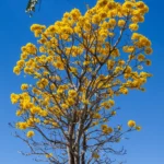 Tribunal Regional Eleitoral de Mato Grosso e Associação Mais Verde fecham parceria para plantar ipês amarelos e combater calor em Cuiabá