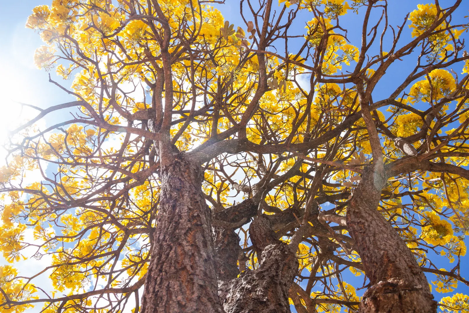 Yellow ipe. - Fotos do Canva1 (2)