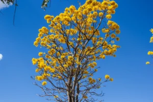 Yellow ipe. - Fotos do Canva1
