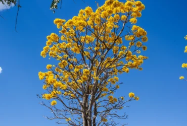 Yellow ipe. - Fotos do Canva1