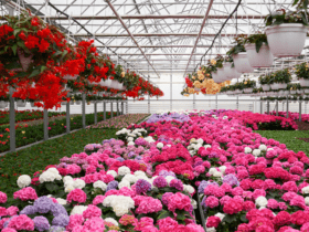 Abertura de mercado na Arábia Saudita para exportação de flores e feno