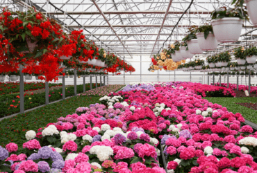 Abertura de mercado na Arábia Saudita para exportação de flores e feno