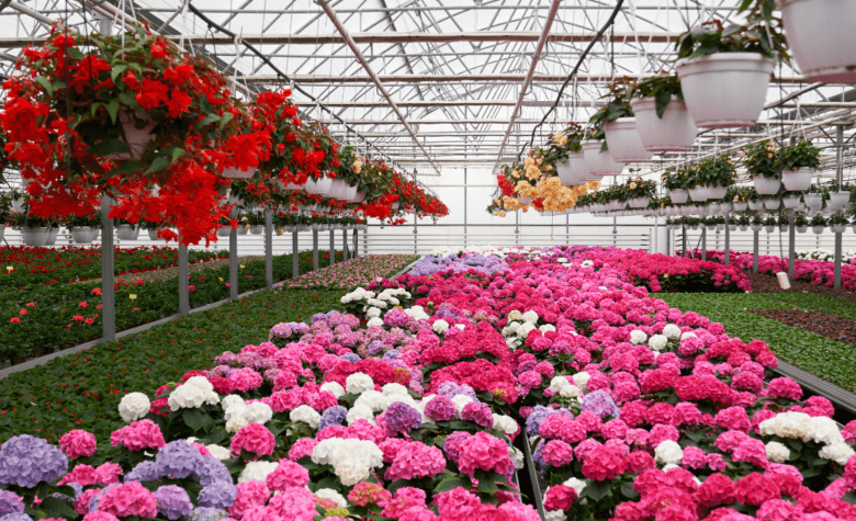 Abertura de mercado na Arábia Saudita para exportação de flores e feno