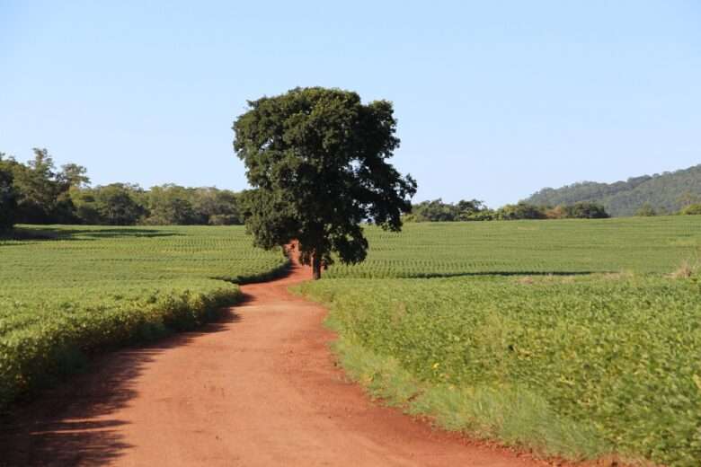 Por que Mato Grosso domina o ranking das cidades mais produtivas do país?