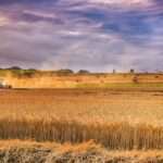 Produção de grãos cresce mesmo com seca histórica em Mato Grosso