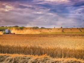 Produção de grãos cresce mesmo com seca histórica em Mato Grosso