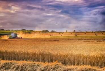 Produção de grãos cresce mesmo com seca histórica em Mato Grosso