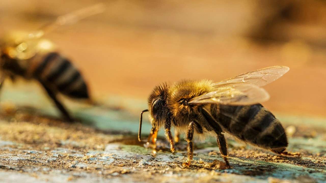 O Corpo de Bombeiros alerta que as ocorrências de ataques de abelhas podem ser comuns