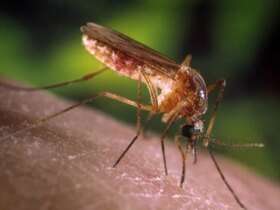 Brasília (DF), 01/10/2024 - Mosquito pernilongo e muriçoca Culex.  Foto: Fiocruz/Divulgação