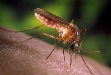 Brasília (DF), 01/10/2024 - Mosquito pernilongo e muriçoca Culex.  Foto: Fiocruz/Divulgação