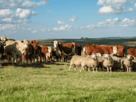 Carne bovina é um dos principais produtos pecuários nas exportações brasileiras