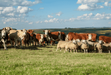 Carne bovina é um dos principais produtos pecuários nas exportações brasileiras