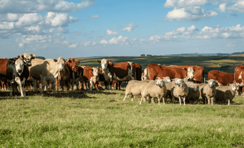 Carne bovina é um dos principais produtos pecuários nas exportações brasileiras