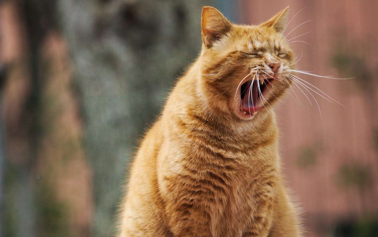 A pelagem laranja nos gatos é um resultado fascinante da genética felinaFOTO:PIXABAY